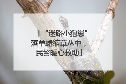 “迷路小狍崽”落单蜷缩草丛中，民警暖心救助