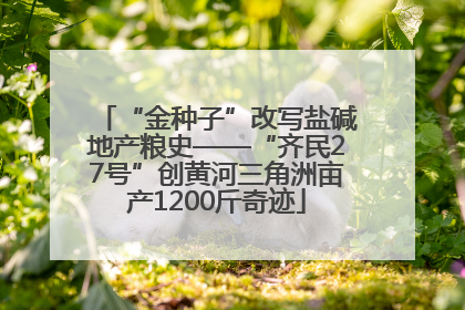 “金种子”改写盐碱地产粮史——“齐民27号”创黄河三角洲亩产1200斤奇迹