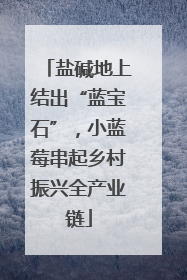 盐碱地上结出“蓝宝石”，小蓝莓串起乡村振兴全产业链