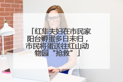 红隼夫妇在市民家阳台孵蛋多日未归，市民将蛋送往红山动物园“抢救”