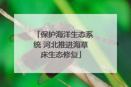 保护海洋生态系统 河北推进海草床生态修复