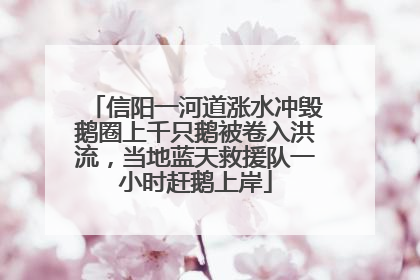 信阳一河道涨水冲毁鹅圈上千只鹅被卷入洪流，当地蓝天救援队一小时赶鹅上岸