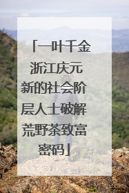 一叶千金 浙江庆元新的社会阶层人士破解荒野茶致富密码