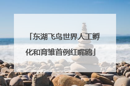 东湖飞鸟世界人工孵化和育雏首例红嘴鸥