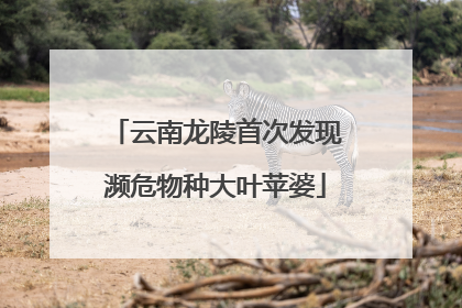 云南龙陵首次发现濒危物种大叶苹婆