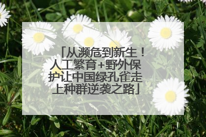 从濒危到新生！人工繁育+野外保护让中国绿孔雀走上种群逆袭之路