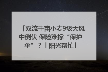 双流千亩小麦9级大风中倒伏 保险难撑“保护伞”？丨阳光帮忙