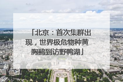 北京：首次集群出现，世界极危物种黄胸鹀到访野鸭湖