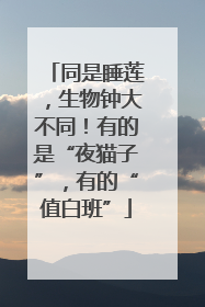 同是睡莲，生物钟大不同！有的是“夜猫子”，有的“值白班”