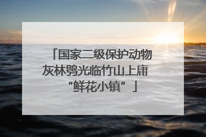 国家二级保护动物灰林鸮光临竹山上庸“鲜花小镇”
