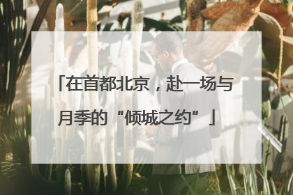 在首都北京，赴一场与月季的“倾城之约”