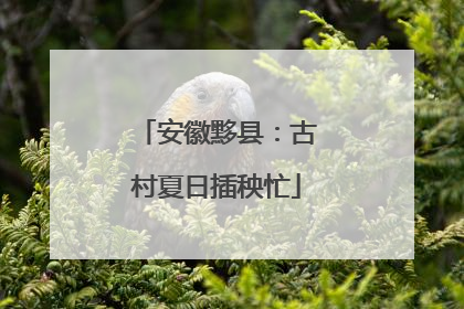 安徽黟县：古村夏日插秧忙
