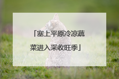 塞上平原冷凉蔬菜进入采收旺季