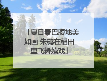 夏日秦巴腹地美如画 朱鹮在稻田里飞舞嬉戏