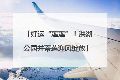 好运“莲莲”！洪湖公园并蒂莲迎风绽放