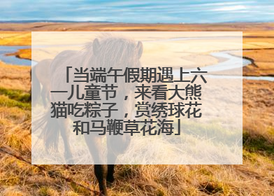 当端午假期遇上六一儿童节，来看大熊猫吃粽子，赏绣球花和马鞭草花海