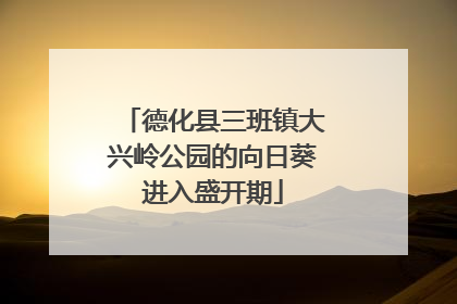德化县三班镇大兴岭公园的向日葵进入盛开期