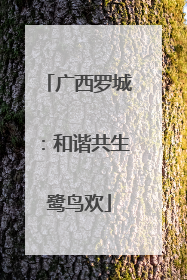 广西罗城：和谐共生鹭鸟欢