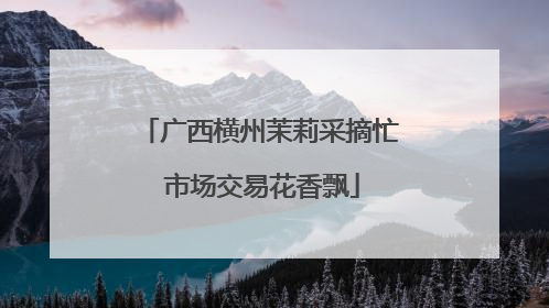 广西横州茉莉采摘忙 市场交易花香飘