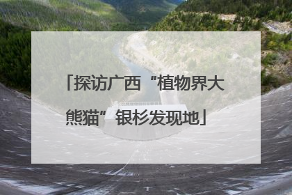 探访广西“植物界大熊猫”银杉发现地