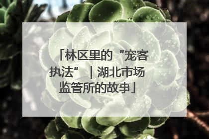 林区里的“宠客执法”｜湖北市场监管所的故事