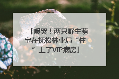 暖哭！两只野生萌宝在抚松林业局“住”上了VIP病房