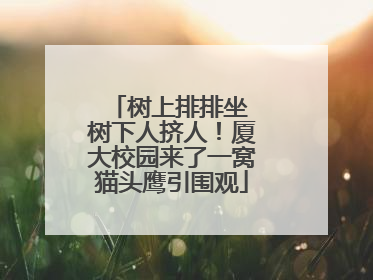 树上排排坐 树下人挤人！厦大校园来了一窝猫头鹰引围观