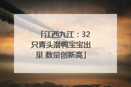 江西九江：32只青头潜鸭宝宝出巢 数量创新高