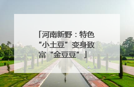 河南新野：特色“小土豆”变身致富“金豆豆”