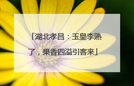 湖北孝昌：玉皇李熟了，果香四溢引客来