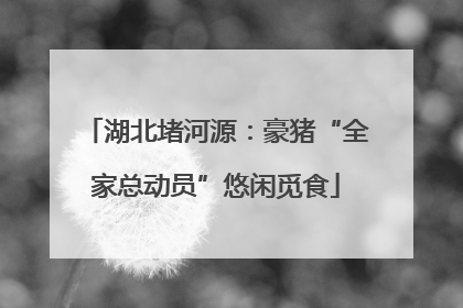 湖北堵河源：豪猪“全家总动员”悠闲觅食