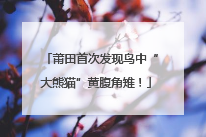 莆田首次发现鸟中“大熊猫”黄腹角雉！