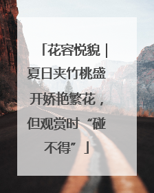 花容悦貌｜夏日夹竹桃盛开娇艳繁花，但观赏时“碰不得”