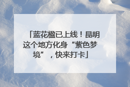蓝花楹已上线！昆明这个地方化身“紫色梦境”，快来打卡