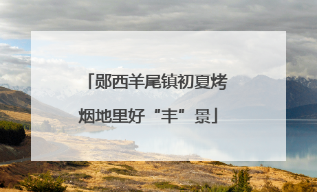郧西羊尾镇初夏烤烟地里好“丰”景