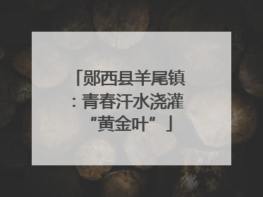 郧西县羊尾镇：青春汗水浇灌“黄金叶”