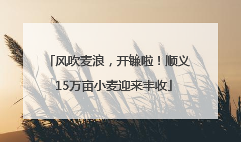 风吹麦浪，开镰啦！顺义15万亩小麦迎来丰收