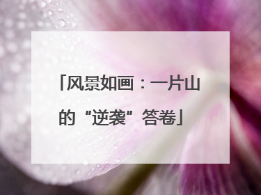 风景如画：一片山的“逆袭”答卷