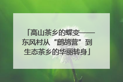 高山茶乡的蝶变——东风村从“鹧鸪营”到生态茶乡的华丽转身
