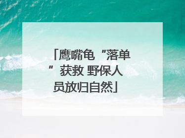 鹰嘴龟“落单”获救 野保人员放归自然