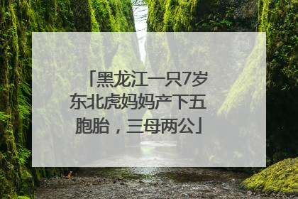 黑龙江一只7岁东北虎妈妈产下五胞胎，三母两公