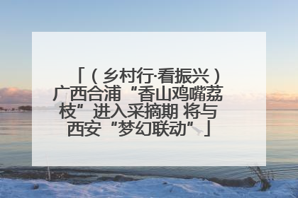 （乡村行·看振兴）广西合浦“香山鸡嘴荔枝”进入采摘期 将与西安“梦幻联动”