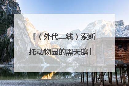 （外代二线）索斯托动物园的黑天鹅
