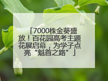 7000株金葵盛放！百花园高考主题花展启幕，为学子点亮“魁首之路”